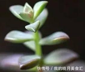论怎样为变丑的多肉植物整容
