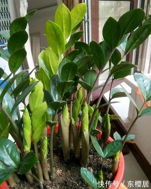 7种健康花,建议至少养一盆,格调高净化能力强,很实用