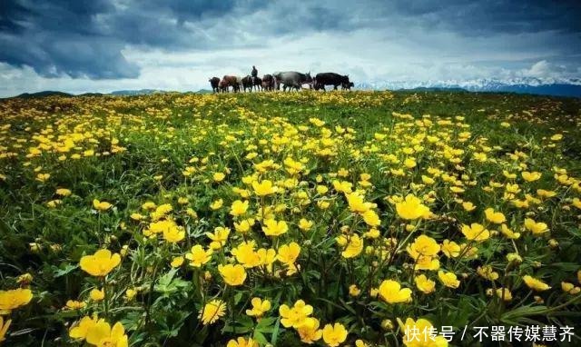 裕民山花烂漫，巴尔鲁克最美丽的季节来了！