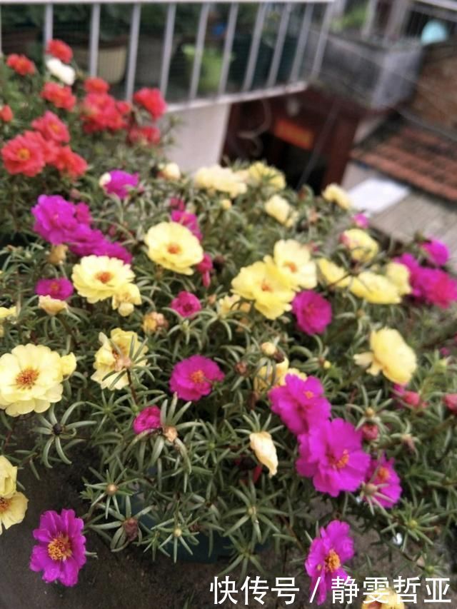 家庭养6种花“要当心”，容易出现“生物入侵”，天天起来要清理