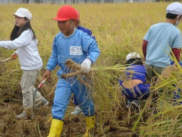 缺少|中国的孩子接受“挫折教育”太少，意志中缺少“狼”性和独立