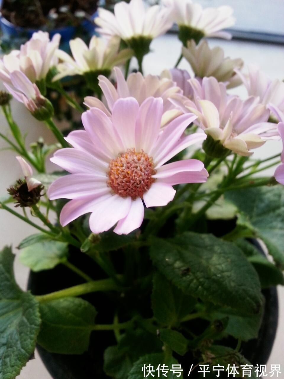 春节|这几种花冬天开爆盆,但一般人家养得不多,现在养正开花,很漂亮