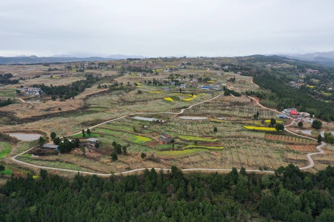 四川广元剑阁2300余亩李花迎春绽放 漫山遍野美不胜收