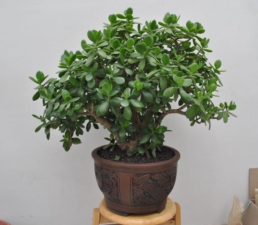 养花|园艺新人养花，室内搁2盆玉树，漂亮又上档次，寿命长达几十年