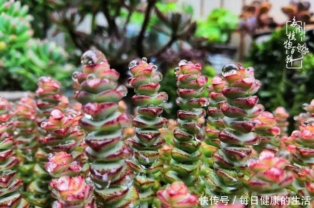 如何让多肉变美看看我是如何宠它们的!如何让多肉变美看看我是如何宠它们的!