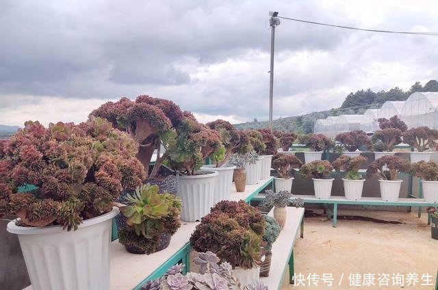 等我有个独立院子，就把多肉种墙上，一面种法师，一面种紫乐！