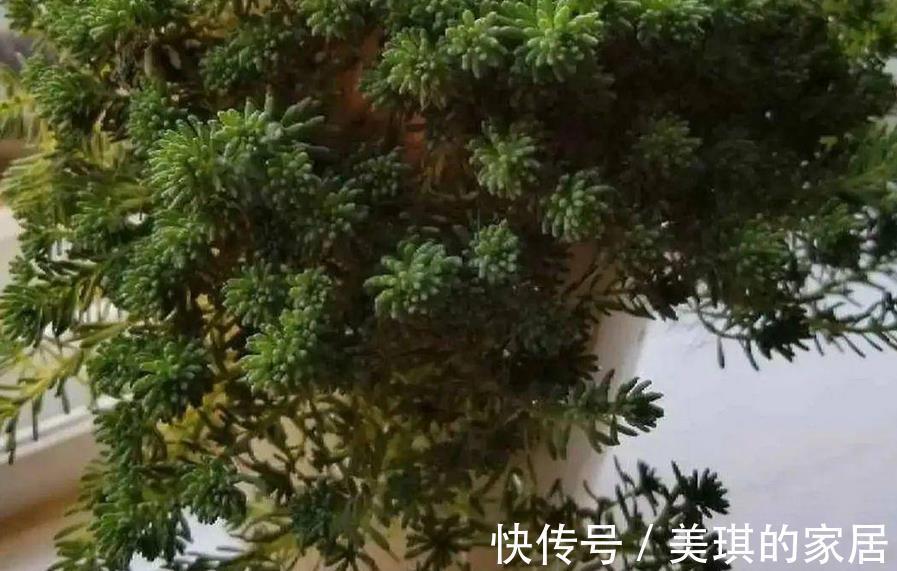 花友们|看似是草,实际是多肉,薄雪万年草,养殖抓住4个细节长得漂亮