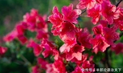 3种爱“喝醋”的花,30天能吃一斤,叶片青翠,开花旺,长得飞快