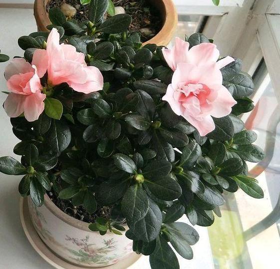 茶花盆栽四季杜鹃,注意3点,枝繁叶茂、花团锦簇、病虫害少