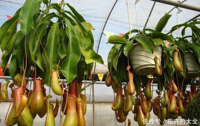 此7种健康花,养家里空气清新病菌少,看看你家有吗