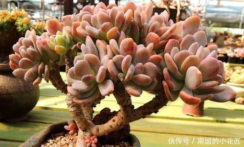 家里养多肉植物,从3个方面下手,叶片饱满有活力,新手也会养!