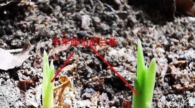 锯末|用锯末种植兰花只有经过这样处理的才可以,别再用错了