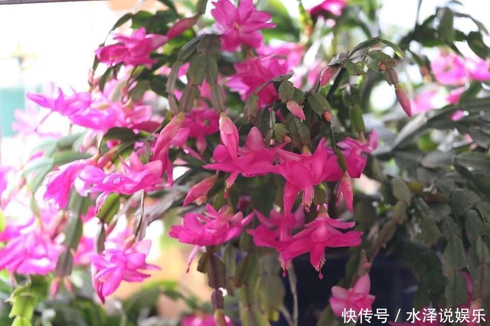 磷酸二氢钾|2种促进植物开花的“万能肥”,花期前,浇水加一勺,蹭蹭冒花苞