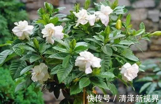 修剪|栀子花不开花做好3点,开花多得停不下来,拦都拦不住,爆满盆