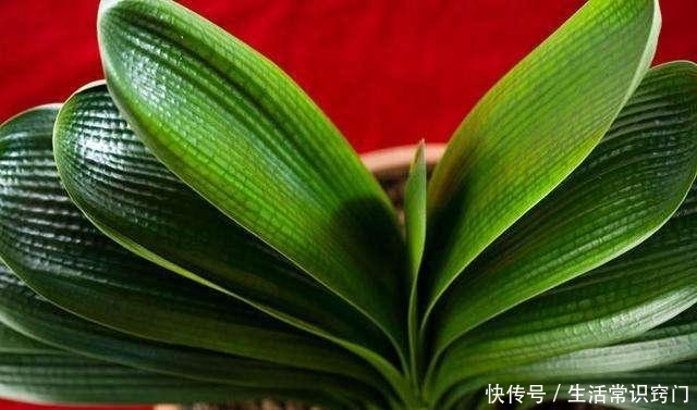 君子兰长花箭前有3个征兆,只要出现一个,就离开花不远了!