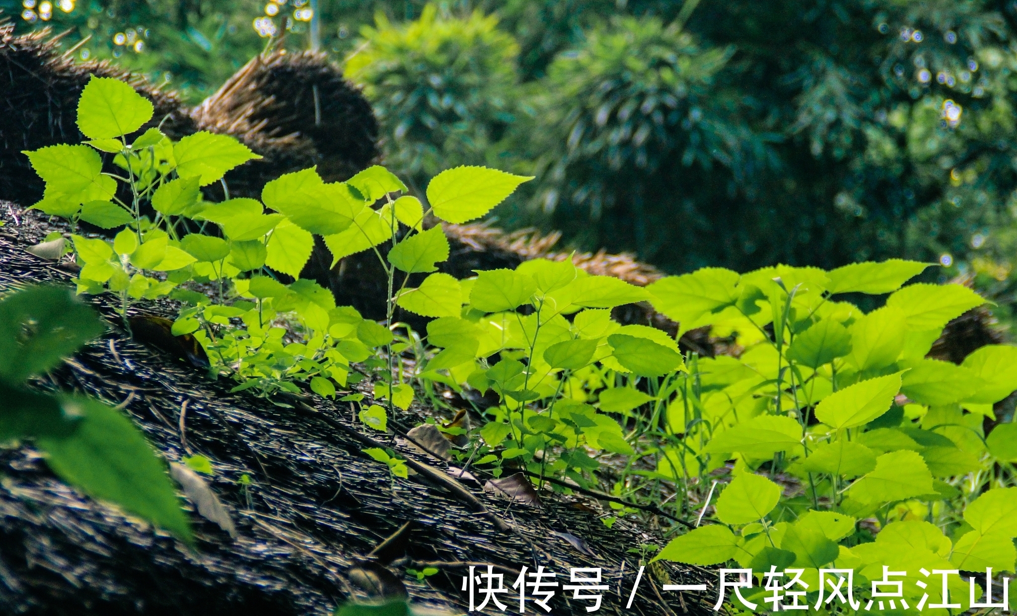 译文|杜甫最经典12首诗