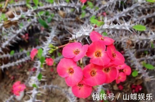 断肠花|家里有小孩不要养这种花,全身都有毒,别怪我没提醒你