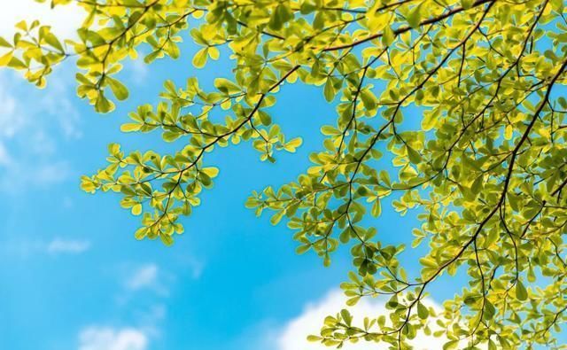 究竟|小暑,“上蒸下煮”,最热天气正在赶来“三暑”“三伏”究竟有啥联系