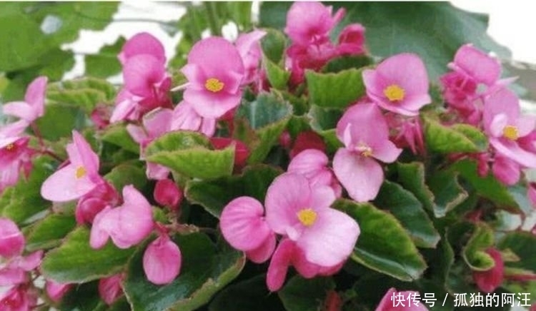 此款花卉便宜又好养,丢到阳台,四季有花开,一养就上瘾!