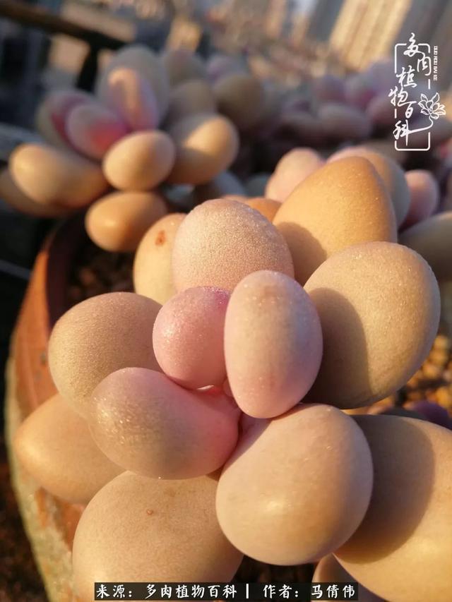 养多肉如同种下希望，因为美丽总在下一个季节！