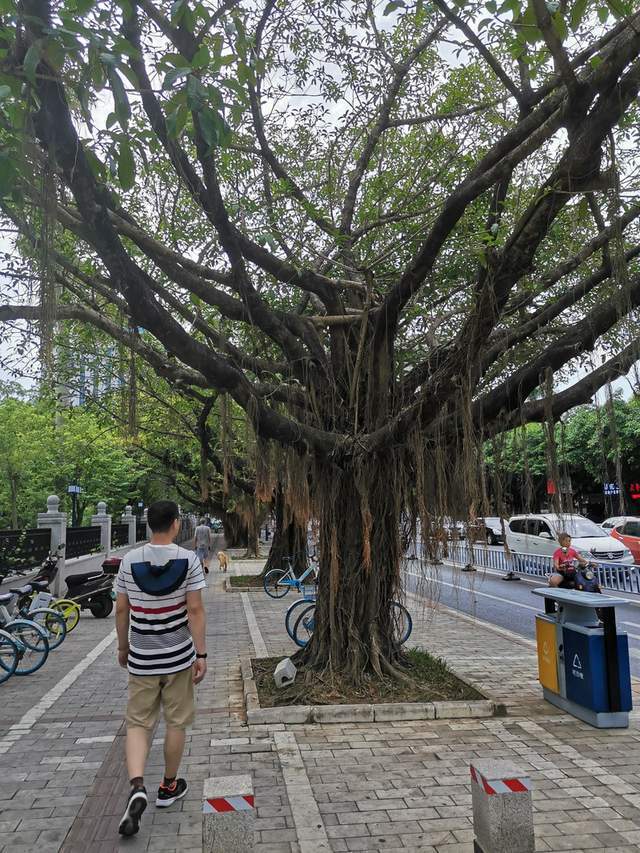 北海|涠洲岛，一座来了就不想走的小岛