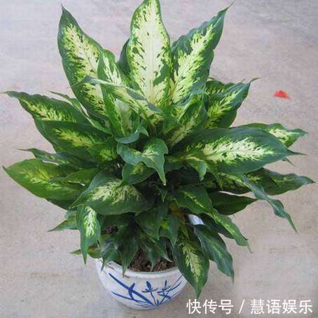 家中不适合养的花,或许你还不知道,学完教教家里人!