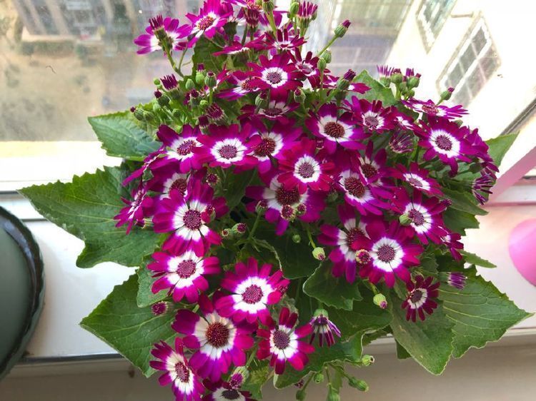 养这几款花,丢在庭院,全年都是小花园,花朵稠密惹人爱