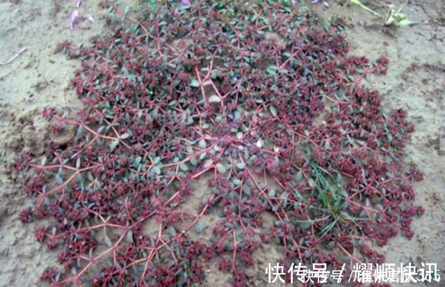 田野|农村田里有种“血见愁”见了拔两株,说不定日后有大用