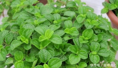 3种花养家里，福旺运旺财更旺，高大上档次，叶子油绿