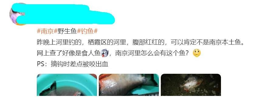 食人鱼？南京钓友夜钓收获两条“红腹怪鱼”，钓友：差点被咬出血