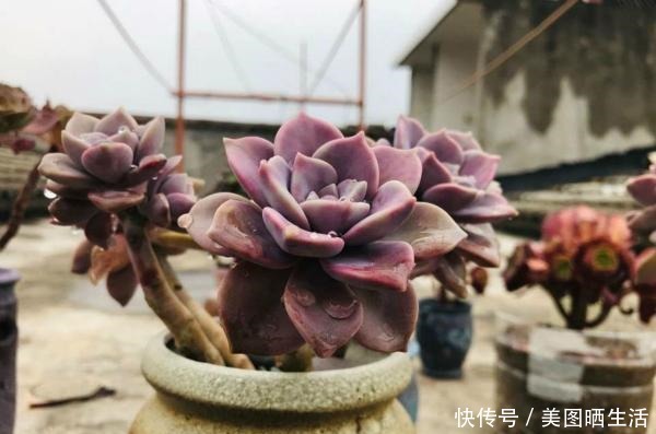 她养多肉,专选“大普货”,养成独特“怪老桩”,大家都夸赞!