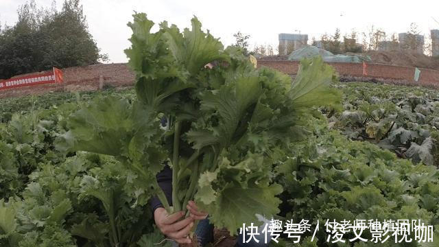 香叶|有一种青菜，味香，非常适合包饺子，今天终于种上了