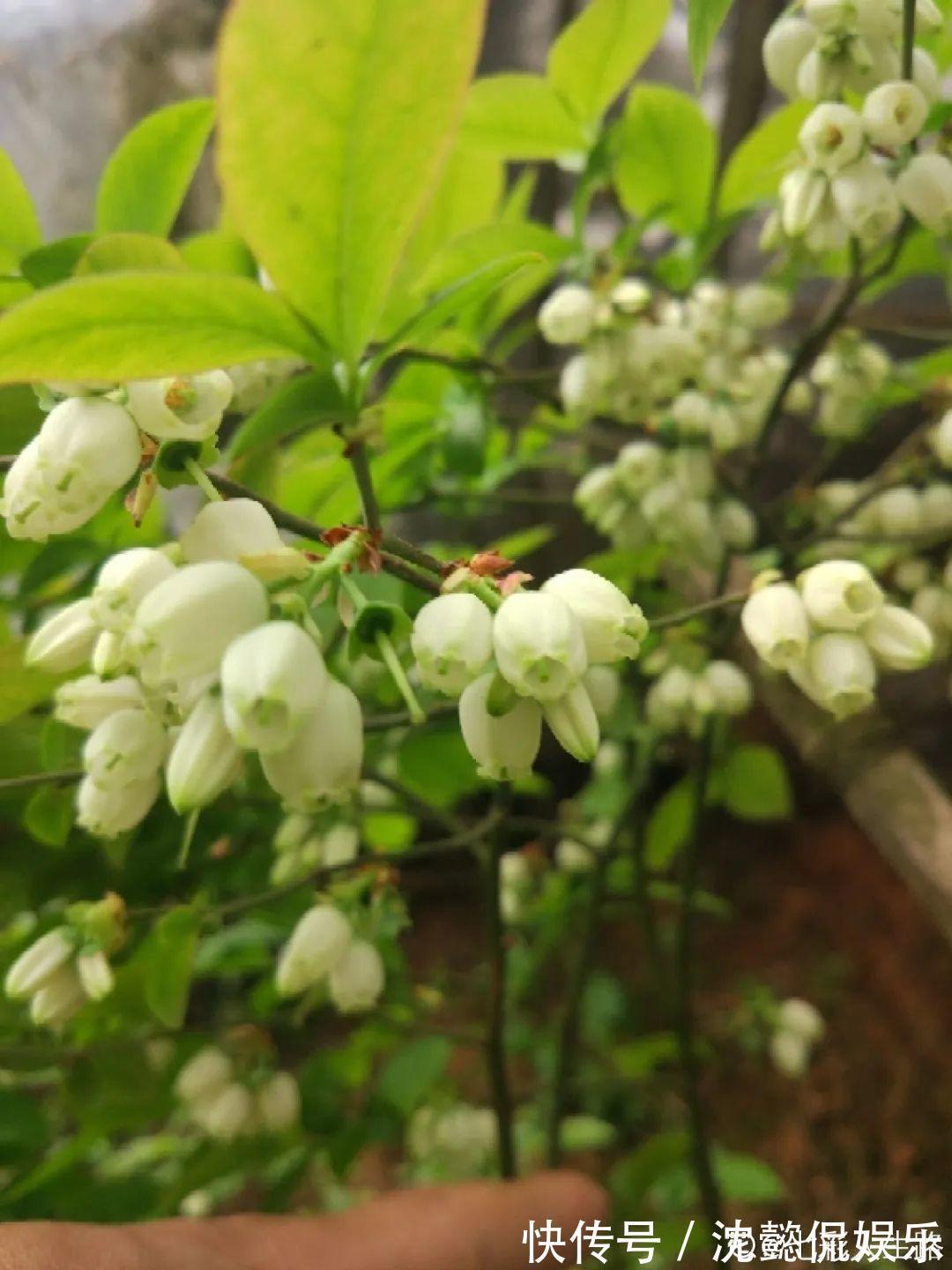 枝条|大粗杆插土里,7天生根,当年结果压弯枝,不用买水果了!