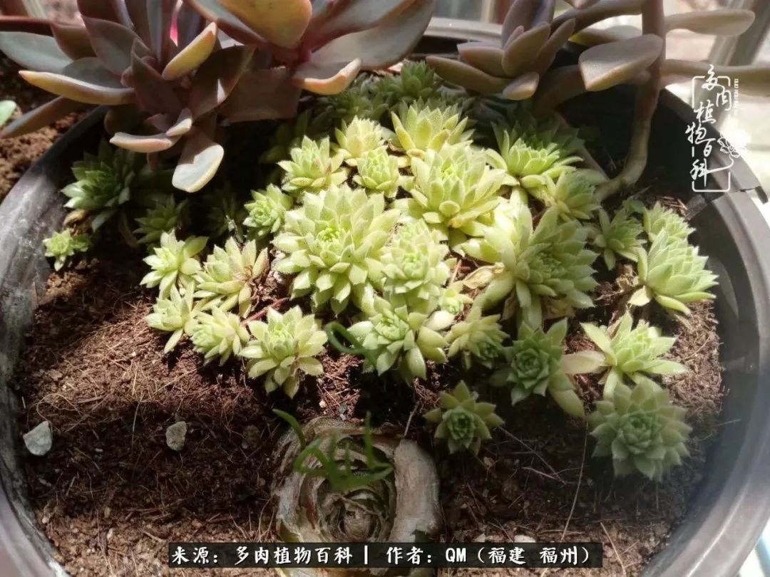 寒山转苍翠,秋水日潺湲——多肉未央,睹物思人!