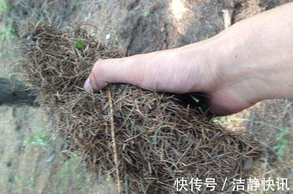 园土|丢了腐叶土吧,捡“3种料”,掺和一起,就是养花万能土