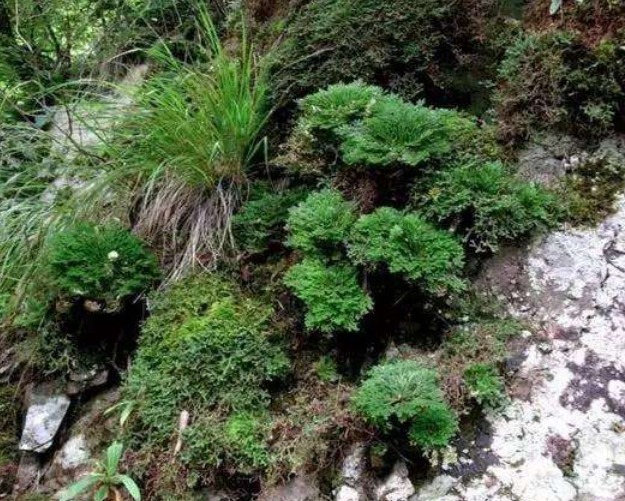 盆景|野外一杂草，挖回家就是盆栽，见到是幸运