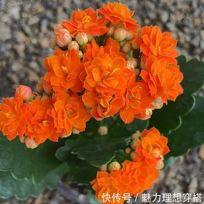 冬天常见的“吉利花”,耐旱皮实花量大,大半年都在开花