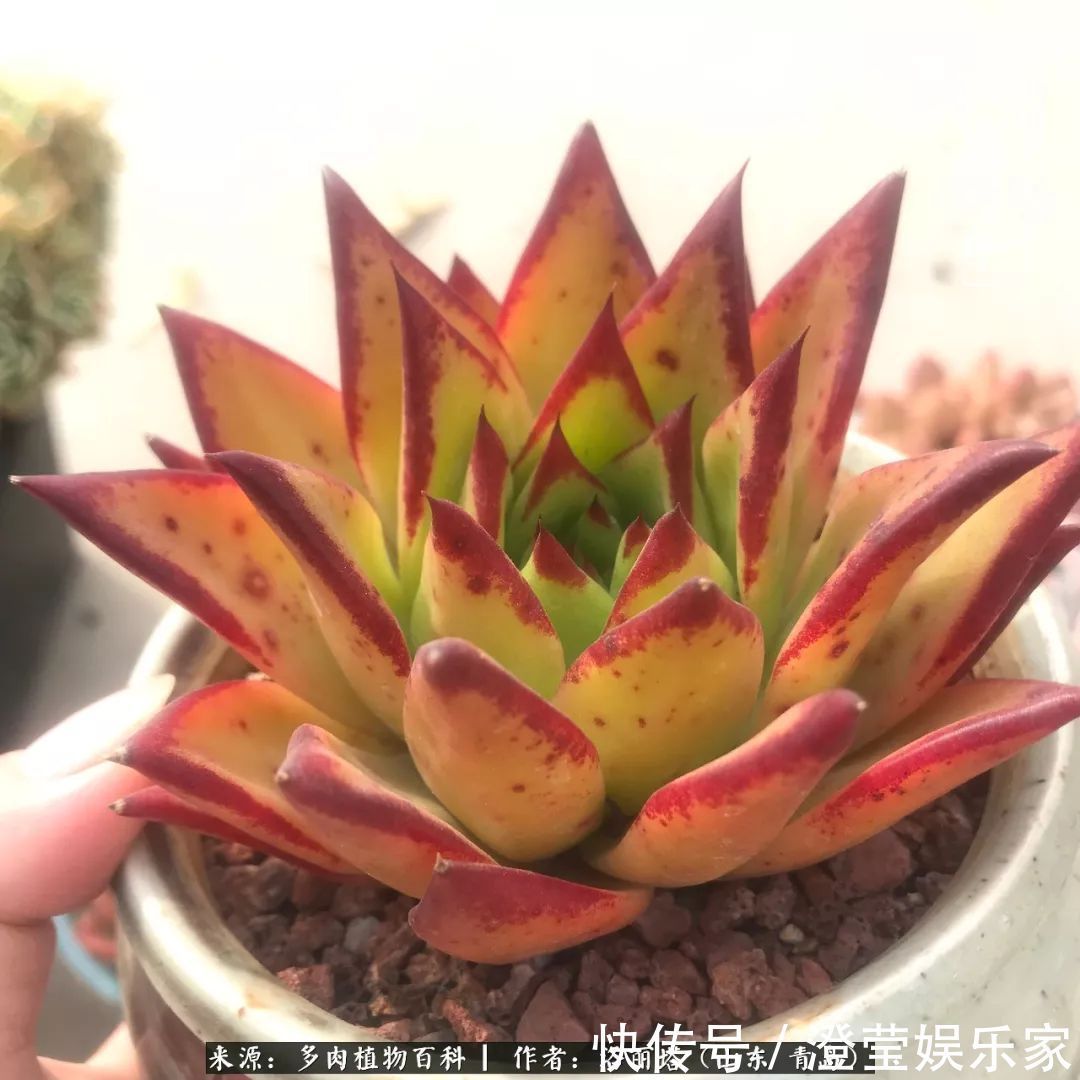 吉娃娃|我和我的“多肉恋人”,怎么样有没有惊艳到你!