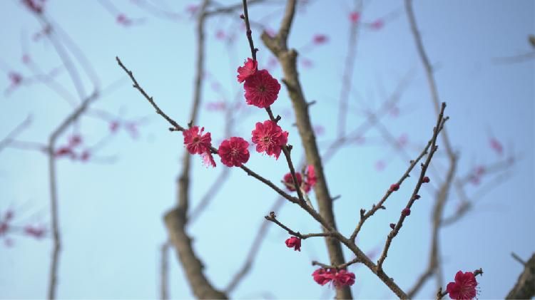 到大观梅花园踏青，感受牛年第一波暗香涌动