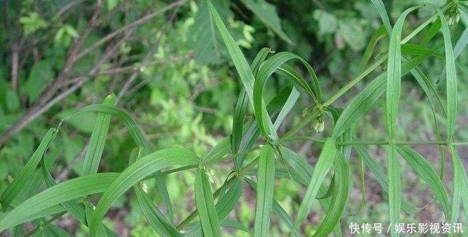 抗衰老|李时珍称它为“气血双补之王”,除风湿,强筋骨,润心肺,抗衰老