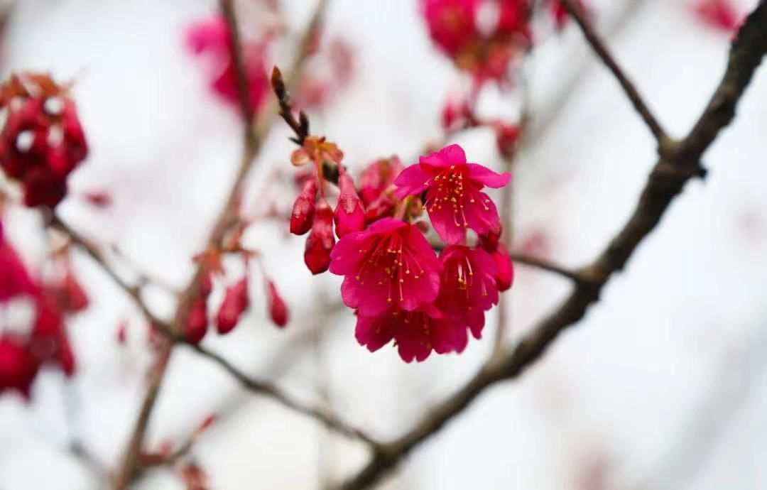 樱花大道|融融暖意唤醒春之歌，顾村公园第一朵樱花悄然绽放