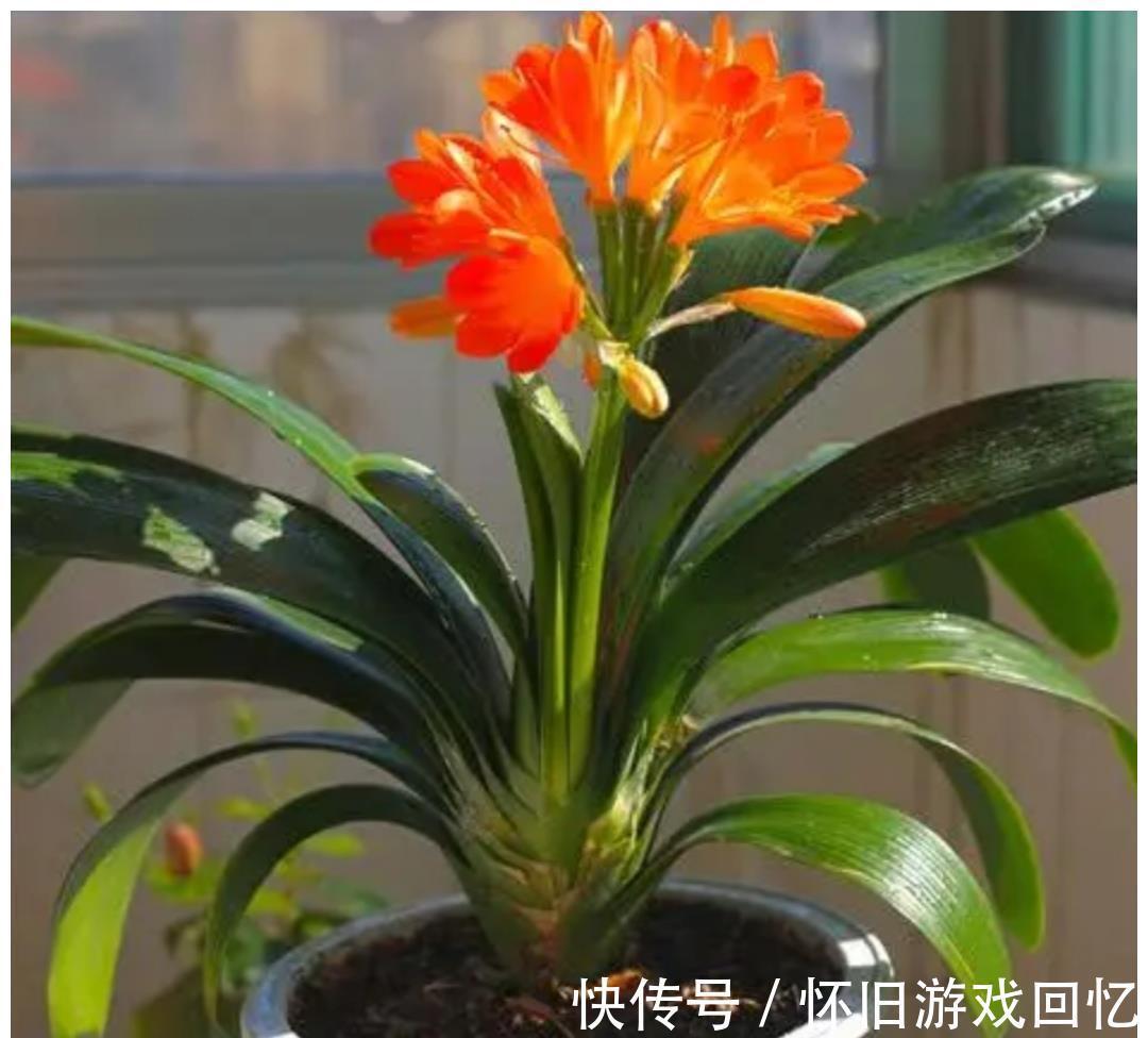 植株|5种喜“半阴花”,入冬以后多见阳光,长得旺早开花