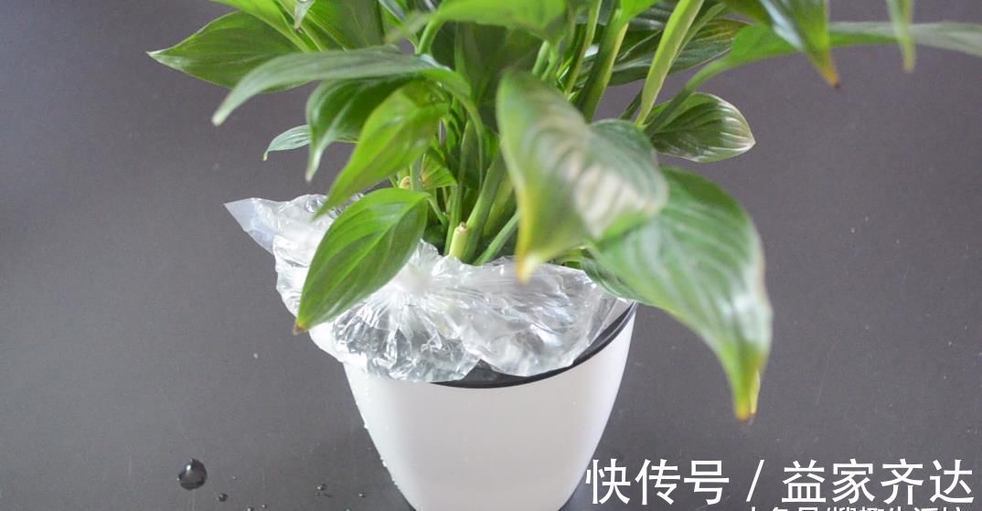 花草|花盆上放一个塑料袋, 没想到还有这个妙用, 看完这招你会感谢我的