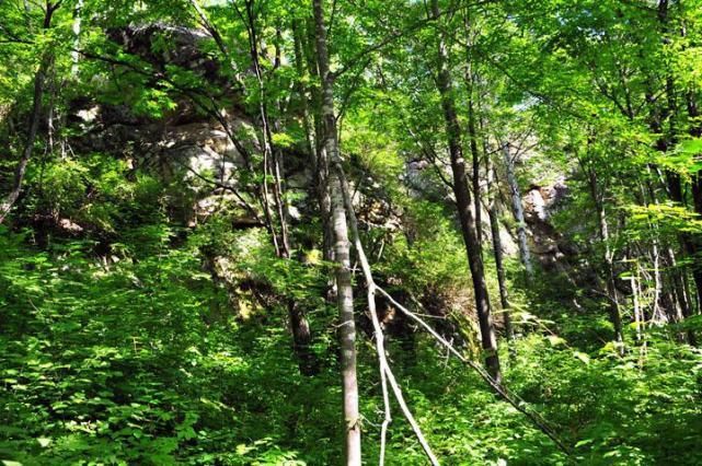 二战|二战，一个日本五口之家逃进原始森林，40年后变什么样了？