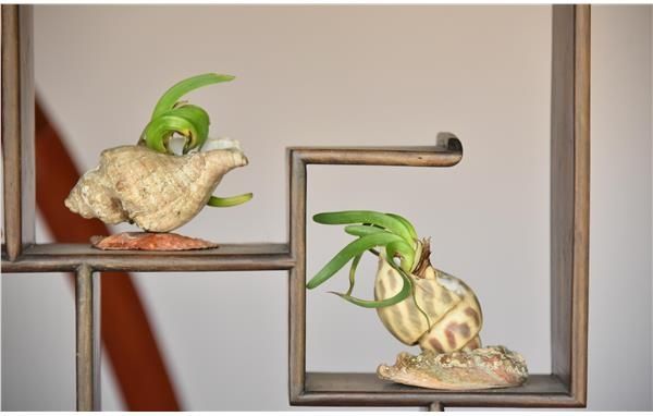 “婉约派”大师作品亮相2021水仙花展