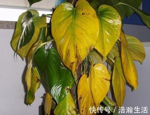 修剪|养花一定要戒掉的坏习惯，不然家里全是空花盆，啥花也养不好