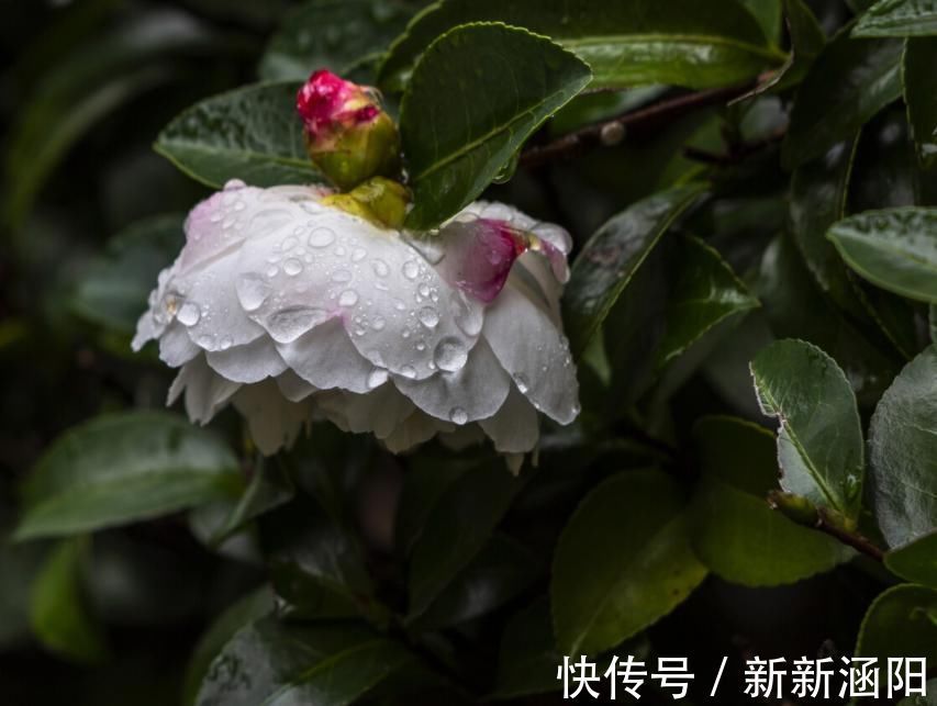 茶花长花苞了，花还没开花苞就蔫了，赶紧救治晚了不开花