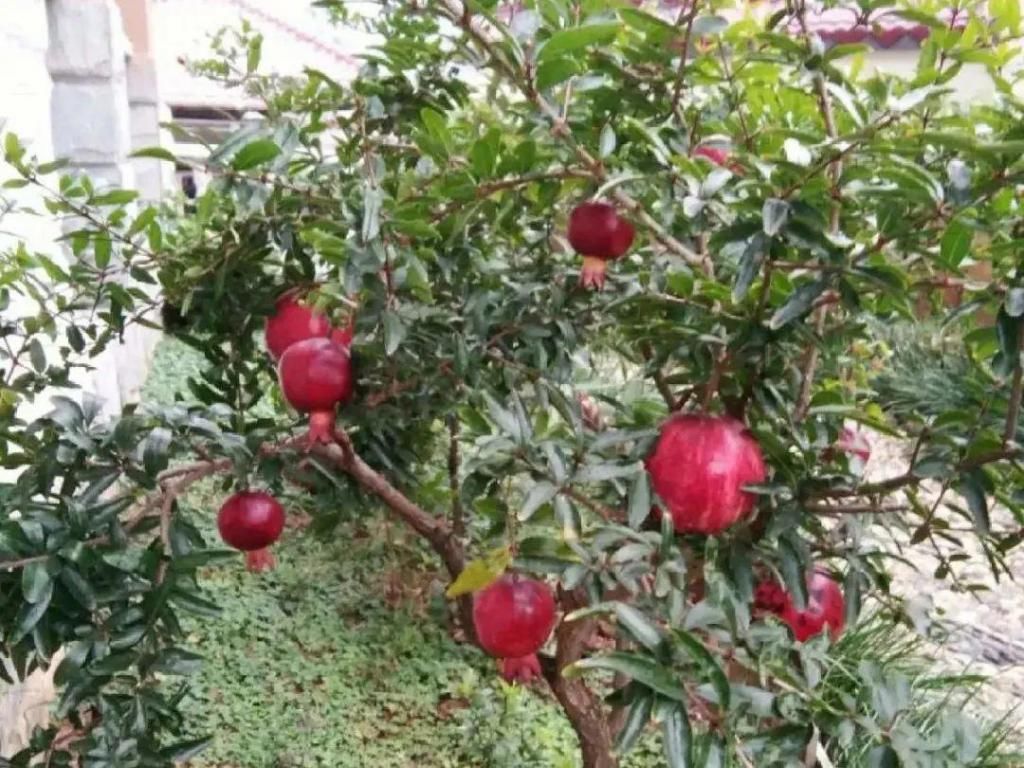 大门口种的花，开花好看，回忆满满