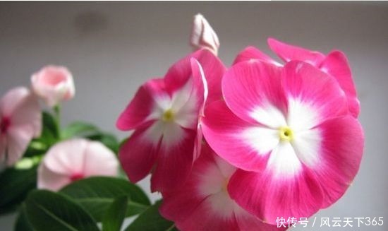 喜欢玫瑰,不妨养“珍稀名品”宠爱小姐,金蕊红衣,香气甜润!