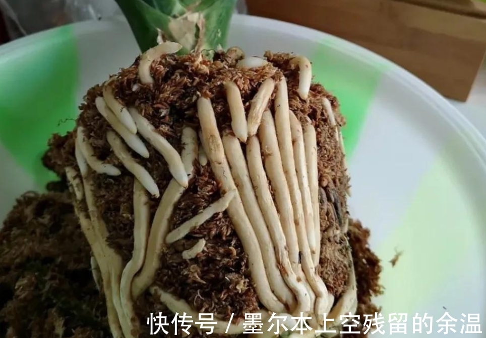 闲话君子兰和啤酒之间的关系、养护方法